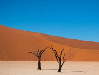 Fototapeta na wymiar two trees in front of red dunes in Namibia