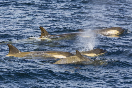 Orchas, Gerlache Strait, Antarctica