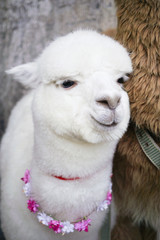 Alpaca in dali china.