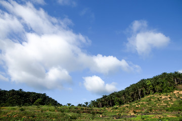 Obraz premium White clouds in the skies over the palm trees.