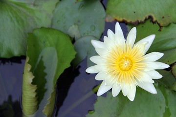 White lotus big pollen / Blossom out white lotus flower with yellow pollen in the middle in front of green leaves background