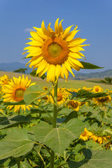 The field of sunflowers with blue sky.