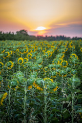 Sommermrogen im Sonnenblumenfeld bei Mainz