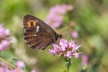 Brauner Feuerfalter, Schwefelvögelchen, Schmetterling,