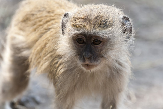 Vervet monkey (Cercopithecus aethiops), Chobe National Park, Botswana