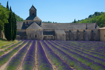 Lavender in front of the old abbey of Senanque in Provence, France
