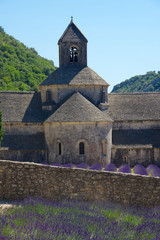 Lavender in front of the old abbey of Senanque in Provence, France