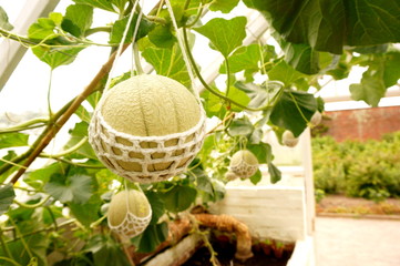 Melon hanging in string cradle.
Melon in a greenhouse hanging from a string cradle.