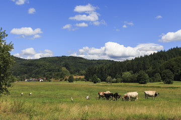 Fototapeta premium Wiesental