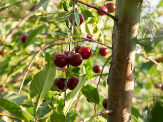 Some ripe cherries in focus on a branch