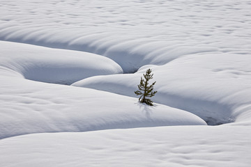 Lone evergreen tree in the snow with a meandering stream, Grand Teton National Park, Wyoming