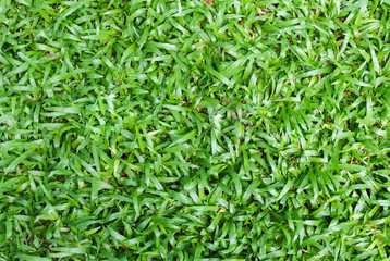 Tropical carpet green grass background