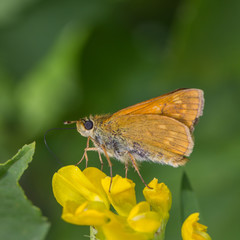 Braunkolbiger Braun-Dickkopffalter – Thymelicus sylvester