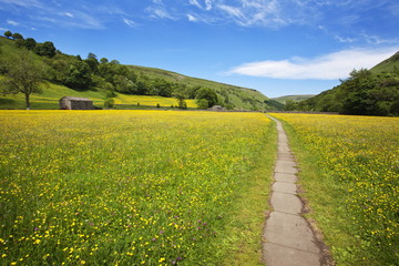 Paved footpath across buttercup meadows at Muker, Swaledale, Yorkshire Dales, Yorkshire