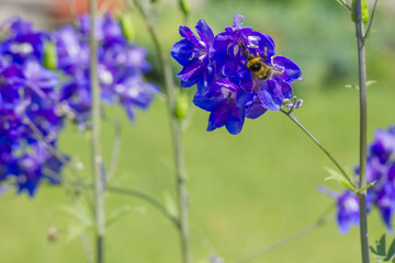 Hummel beim Bestäuben © fotoman1962