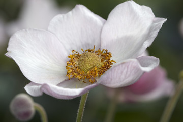 Japanese anemone