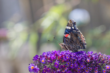 Admiral, Schmetterling, 