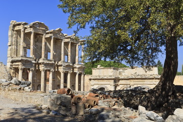 Facade of the Library of Celsus, fruit tree and ancient pipes, ancient Ephesus, near Kusadasi, Anatolia, Turkey Minor