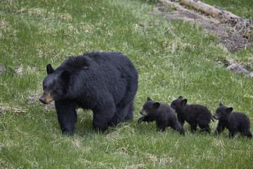 Black bear (Ursus americanus) sow and three cubs of the year, Yellowstone National Park, Wyoming