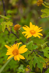 Mexican sunflower
