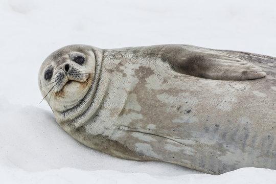 Weddell seal (Leptonychotes weddellii) resting on ice at Half Moon Island, South Shetland Island Group, Antarctica