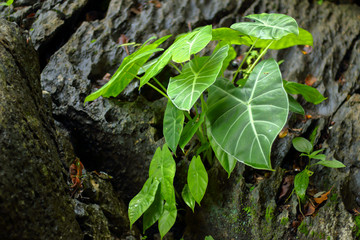 Elephant ear plant