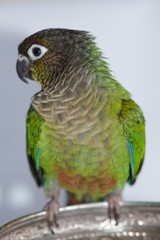 Green Cheeked Conure, Pyrrhura Molinae, a small parrot native to South America
