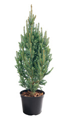 Picea pungens  Iseli Fastigiate in a pot