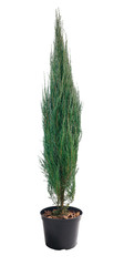 Juniperus scopulorum Blue Arrow in a pot - obrazy, fototapety, plakaty
