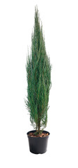 Juniperus scopulorum Blue Arrow in a pot