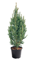 Picea pungens  Iseli Fastigiate in a pot