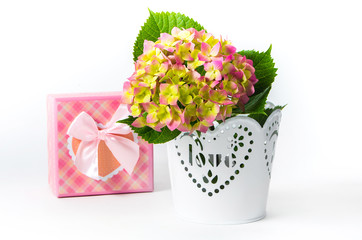 hydrangea in a pot with a gift box