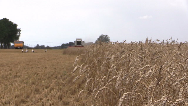 Ripe wheat ears move in wind and combine harvester machine harvesting. Truck and stork birds. Focus change shot on Canon XA25. Full HD 1080p. Progressive scan 25fps. Tripod.
