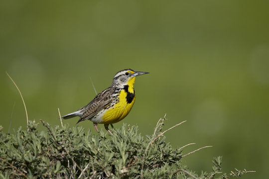 Western meadowlark (Sturnella neglecta), Pawnee National Grassland, Colorado