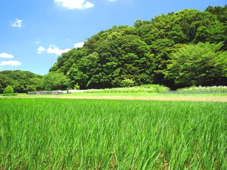 初夏の里山風景