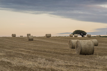 Straw bales in the fields at sunset, Cornwall, UK