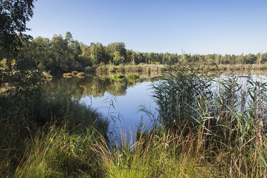 Wurzacher Ried moor, Bad Wurzach, Upper Swabia, Baden Wurttemberg, Germany