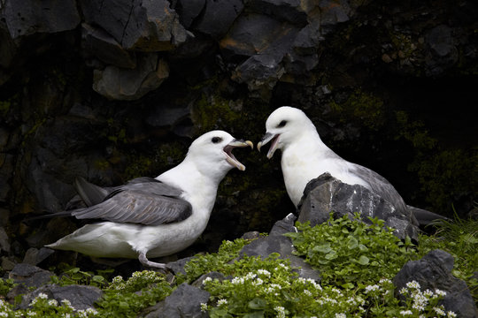 Northern Fulmar (Arctic Fulmar) (Fulmarus glacialis) pair, Iceland