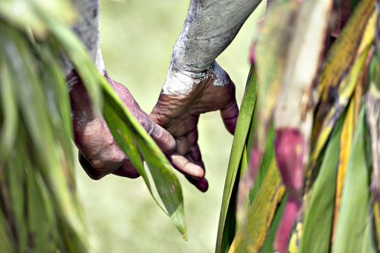 Goroka show, Papua Nuova Guinea