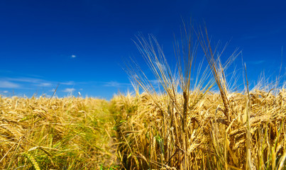 Naklejka premium Wheat field