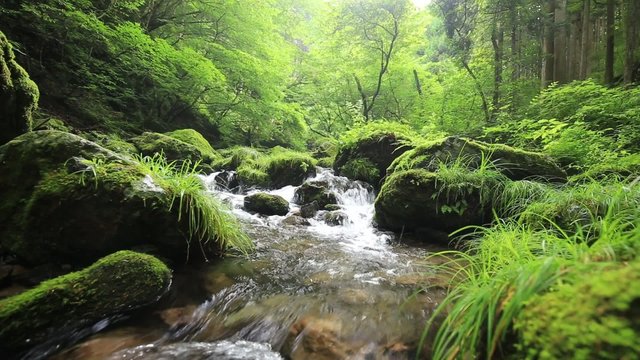渓流と新緑（東京奥多摩の海澤の三滝） 右スライド