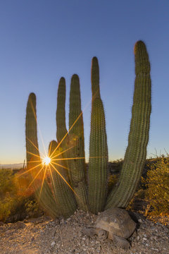 Adult captive desert tortoise (Gopherus agassizii) at sunset at the Arizona Sonora Desert Museum, Tucson, Arizona