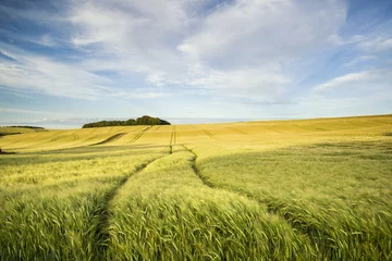 Foto op Plexiglas Platteland Zomerlandschap over agrarische boerderij met gewassen in de late a