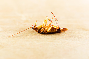 Cockroach ,bug
