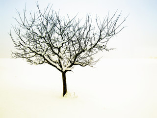 lonely tree 42, in winter season with snow
