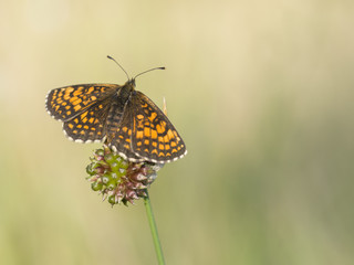 Wachtelweizen-Scheckenfalter, Melitaea athalia