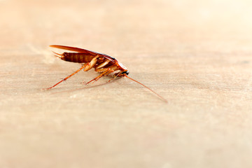 Cockroach ,bug