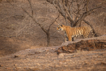 Tiger cub/Bengal tiger from India