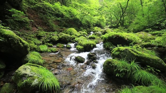 渓流と新緑（東京奥多摩の海澤の三滝）の水流と周辺の緑を捉えた自然映像（固定撮影）｜安定した固定アングルの映像素材