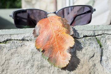 autumn leaf and glasses